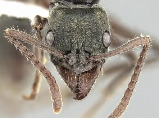 Neoponera rugosula specimen CASENT0249157 image casent0249157_2