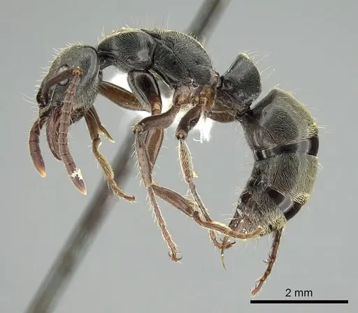 Neoponera rugosula specimen CASENT0249157 image casent0249157_3