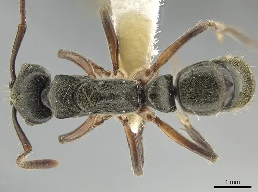 Neoponera rugosula specimen CASENT0649995 image casent0649995_1