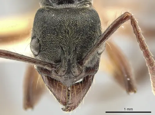 Neoponera rugosula specimen CASENT0649995 image casent0649995_2