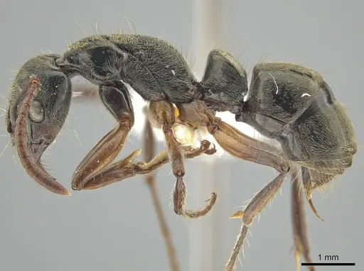 Neoponera rugosula specimen CASENT0649995 image casent0649995_3