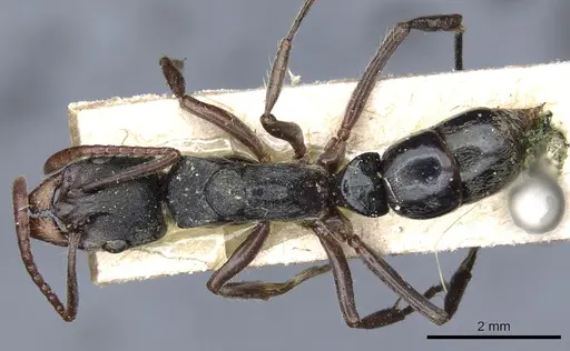 Neoponera rugosula specimen CASENT0903885 image casent0903885_1