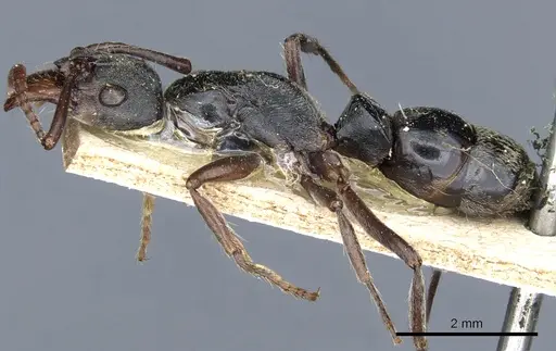 Neoponera rugosula specimen CASENT0903885 image casent0903885_2