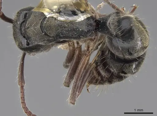 Neoponera rugosula specimen CASENT0923097 image casent0923097_1