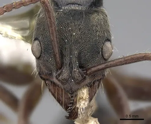 Neoponera rugosula specimen CASENT0923097 image casent0923097_2
