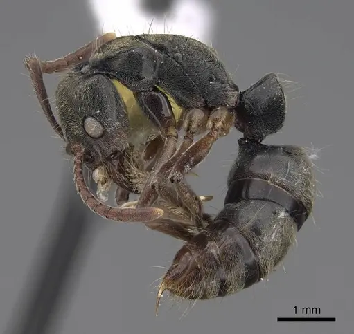 Neoponera rugosula specimen CASENT0923097 image casent0923097_3