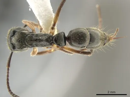 Neoponera rugosula specimen INB0003606252 image inb0003606252_1