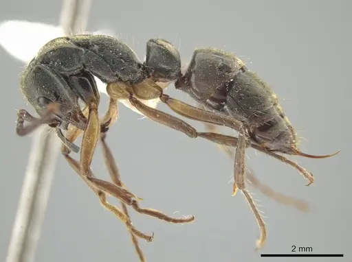 Neoponera rugosula specimen INB0003606252 image inb0003606252_3
