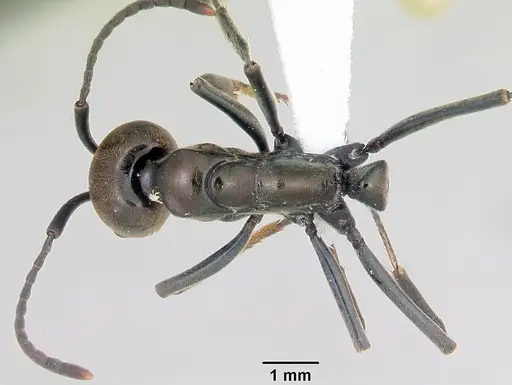 Neoponera schoedli specimen CASENT0428732 image casent0428732_1