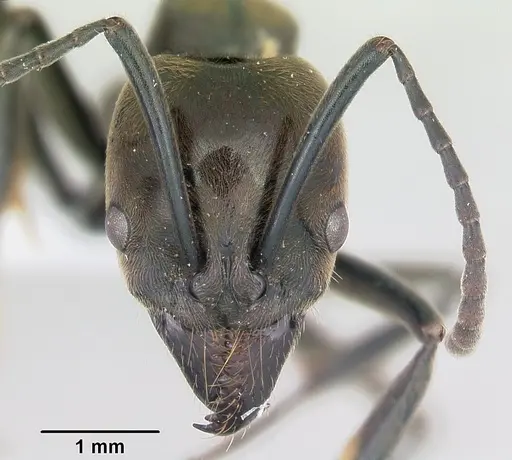 Neoponera schoedli specimen CASENT0428732 image casent0428732_3