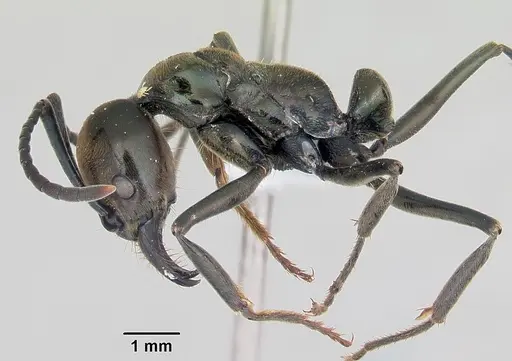 Neoponera schoedli specimen CASENT0428732 image casent0428732_4