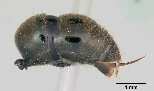 Neoponera schoedli specimen CASENT0428732 image casent0428732_5
