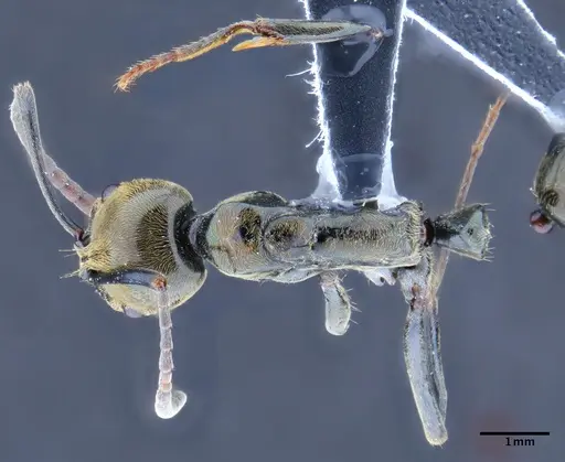 Neoponera schoedli specimen CASENT0649893 image casent0649893_1