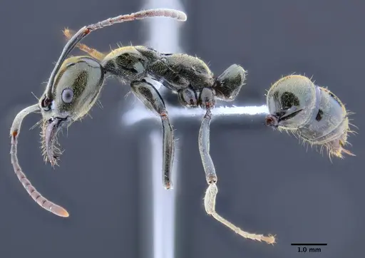 Neoponera schoedli specimen CASENT0649893 image casent0649893_4