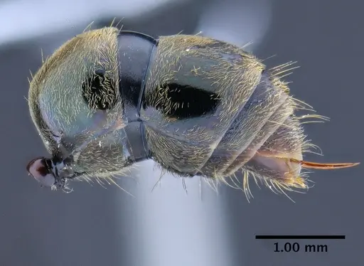 Neoponera schoedli specimen CASENT0649893 image casent0649893_5