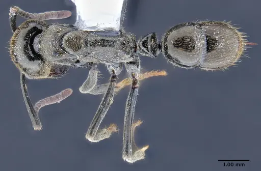 Neoponera schoedli specimen ICN003380 image icn003380_1