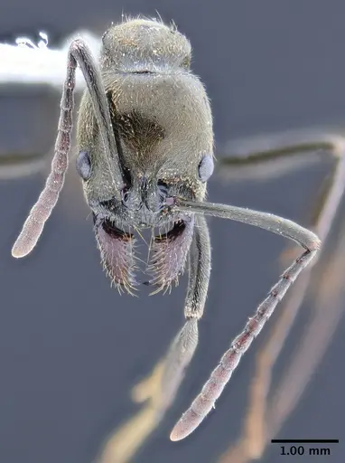Neoponera schoedli specimen ICN003380 image icn003380_2