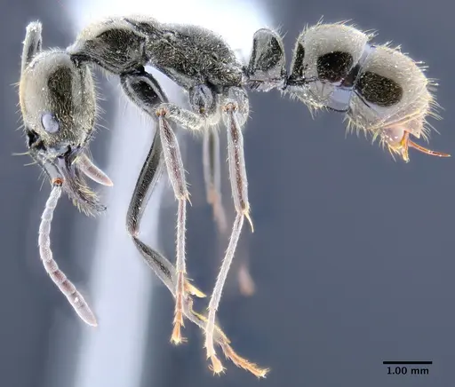 Neoponera schoedli specimen ICN003380 image icn003380_3