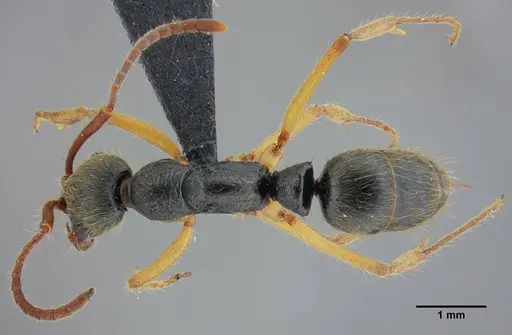 Neoponera schultzi specimen UFV-LABECOL-000499 image ufv-labecol-000499_1