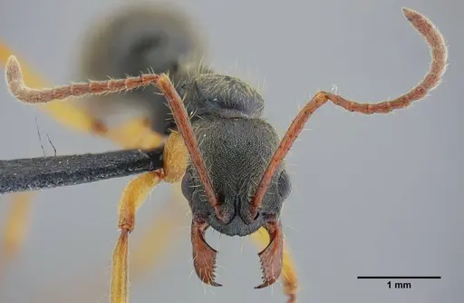 Neoponera schultzi specimen UFV-LABECOL-000499 image ufv-labecol-000499_2