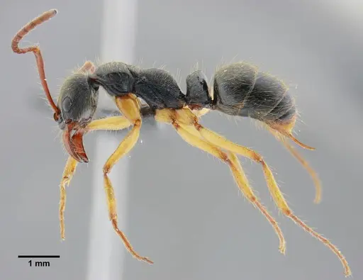 Neoponera schultzi specimen UFV-LABECOL-000499 image ufv-labecol-000499_3
