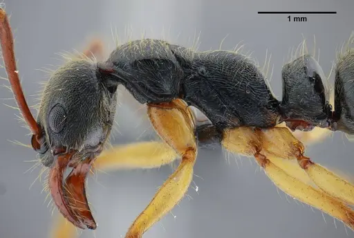 Neoponera schultzi specimen UFV-LABECOL-000499 image ufv-labecol-000499_4