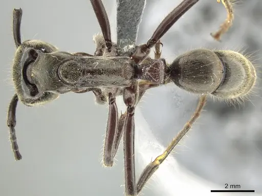 Neoponera solisi specimen INB0003238942 image inb0003238942_1