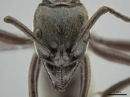 Neoponera solisi specimen INB0003238942 image inb0003238942_2