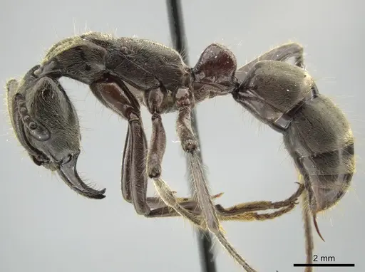 Neoponera solisi specimen INB0003238942 image inb0003238942_3