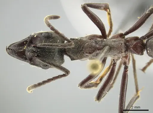 Neoponera solisi specimen INBIOCRI000312327 image inbiocri000312327_1