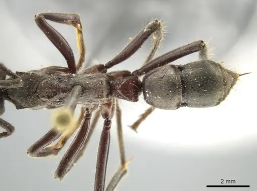 Neoponera solisi specimen INBIOCRI000312327 image inbiocri000312327_2