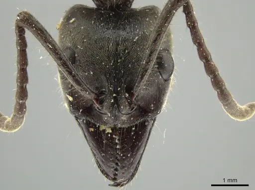 Neoponera solisi specimen INBIOCRI000312327 image inbiocri000312327_3