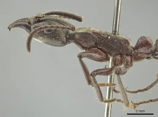 Neoponera solisi specimen INBIOCRI000312327 image inbiocri000312327_4