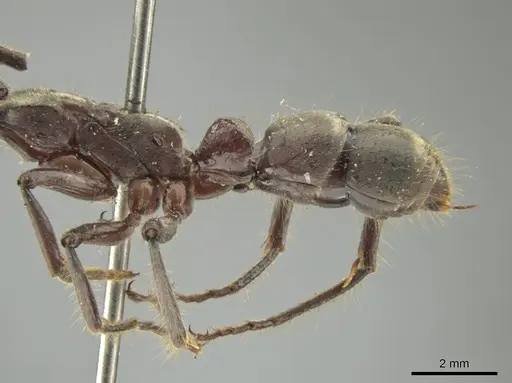 Neoponera solisi specimen INBIOCRI000312327 image inbiocri000312327_5