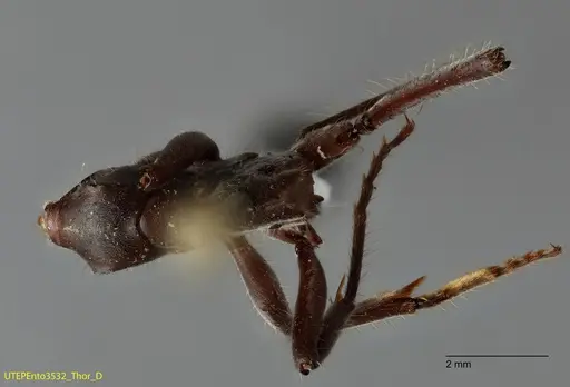 Neoponera solisi specimen UTEPENTO3532 image utepento3532_1