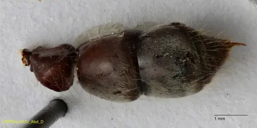 Neoponera solisi specimen UTEPENTO3532 image utepento3532_2