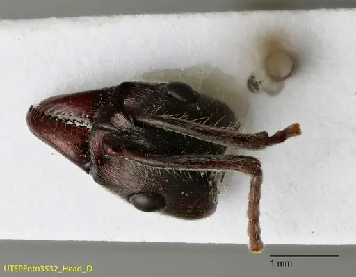 Neoponera solisi specimen UTEPENTO3532 image utepento3532_3