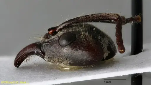 Neoponera solisi specimen UTEPENTO3532 image utepento3532_4