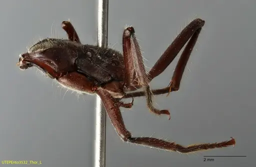 Neoponera solisi specimen UTEPENTO3532 image utepento3532_5