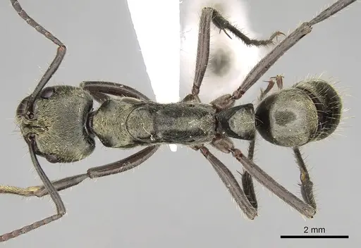 Neoponera theresiae specimen CASENT0281902 image casent0281902_1