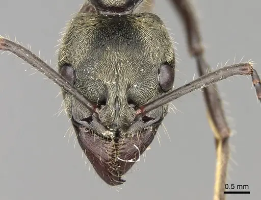 Neoponera theresiae specimen CASENT0281902 image casent0281902_2