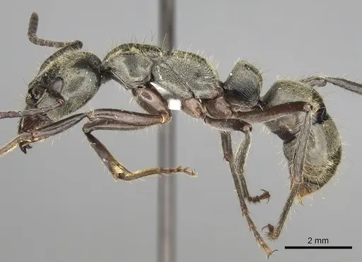 Neoponera theresiae specimen CASENT0281902 image casent0281902_3