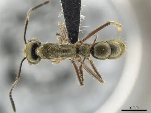 Neoponera theresiae specimen CASENT0649094 image casent0649094_1