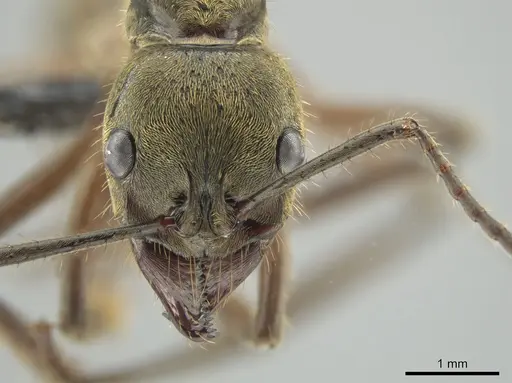 Neoponera theresiae specimen CASENT0649094 image casent0649094_2