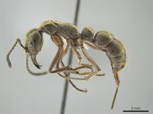 Neoponera theresiae specimen CASENT0649094 image casent0649094_3