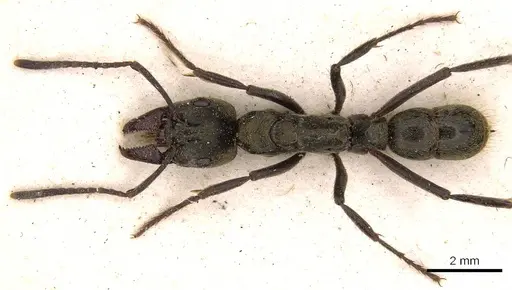 Neoponera theresiae specimen CASENT0907241 image casent0907241_1