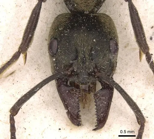 Neoponera theresiae specimen CASENT0907241 image casent0907241_2
