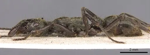Neoponera theresiae specimen CASENT0907241 image casent0907241_3
