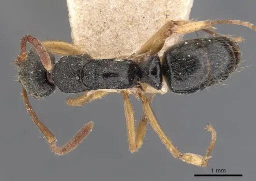 Neoponera venusta specimen CASENT0907245 image casent0907245_1
