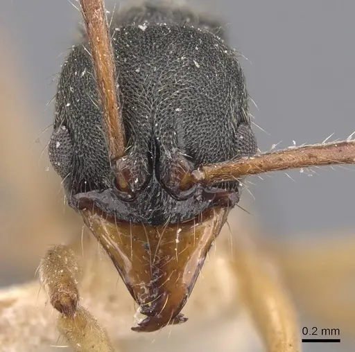 Neoponera venusta specimen CASENT0907245 image casent0907245_2